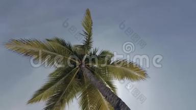 阴天间马尔代夫棕榈树