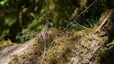 野生蜥蜴沐浴在阳光下的石头上，森林里有绿色的地衣。 特写