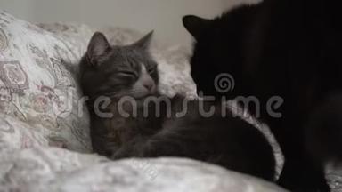 两只家猫-塔比和黑色躺在床上<strong>互相</strong>舔。 两只友好的猫<strong>互相</strong>打扫