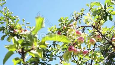 苹果树上的苹果树在蓝天背景下的树枝上。 粉红色的有机苹果在树上。