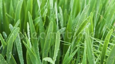 夏天用<strong>水滴</strong>把新鲜的草收起来。 库存录像。 清晨的露<strong>水滴</strong>在绿草地上