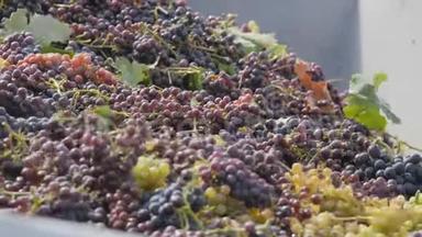 收集葡萄酒葡萄。 一串串的葡萄掉进了身体里。 拖拉机拖车里的黑绿葡萄。