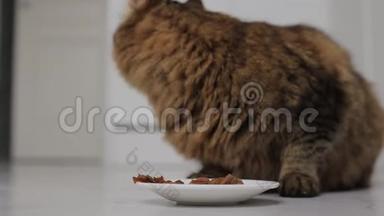 小猫吃着偷来的食物，环顾四周看看<strong>有没有</strong>人在看
