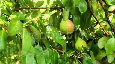 成熟的梨果在水滴的树上。 <strong>雨后</strong>有机水果生长