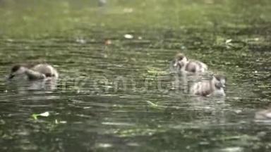 小鸭子在湖上游泳，寻找食物。