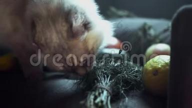 吃绿色的毛茸茸的猫的特写。 库存录像。 美丽的白猫在蔬菜中尝试绿色欧芹。 找到的猫