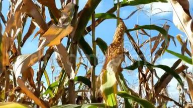 夏季玉米地玉米秸秆上<strong>成熟</strong>的黄穗。 在农业玉米地上种植的玉米。
