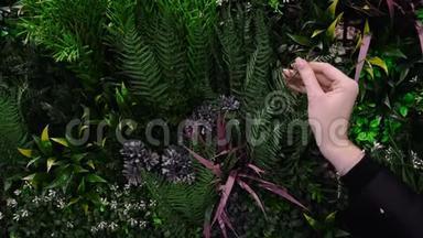 女人`手触摸各种各样的<strong>植物</strong>。 概念。 小花园，有奇特的绿色<strong>植物</strong>和蕨类<strong>植物</strong>。 女人抚摸蕨类<strong>植物</strong>