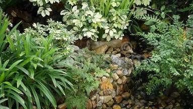 各种绿色热带植物生长在小溪附近，阳光明媚的日子里，淡水在令人惊叹的花园里。 <strong>鲜嫩多汁</strong>