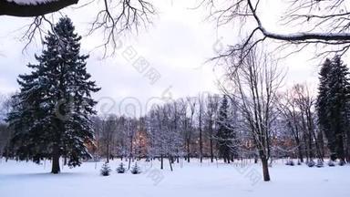 用灯笼观赏白雪覆盖的冬季公园。 概念。 冬天公园里美丽的松树和灯笼