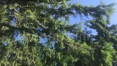 在一个阳光明媚的日子里，抬头看看在风中缓慢移动的针叶树枝。森林中的冷杉树枝