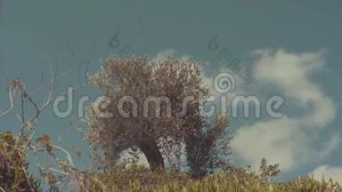 山上的一棵橄榄树，在稍<strong>有风</strong>的天气下，在坚实的<strong>多云</strong>天气下。