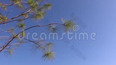 天空蓝色背景上的树梢在清新的早晨随风摇曳。