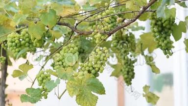 葡萄处于成熟期。 阳光穿过绿色的葡萄园，一棵葡萄树。 葡萄收获。