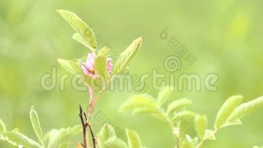 一朵<strong>娇艳</strong>的粉红色花朵，盛开在春天的森林里，背景上有模糊的绿草。 股票