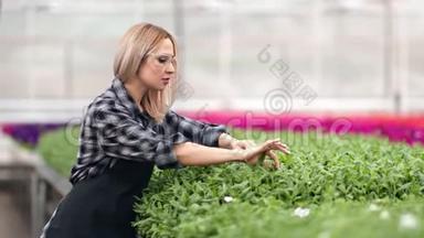 女农业工人拿着绿叶看植物品<strong>质检</strong>查生长中针