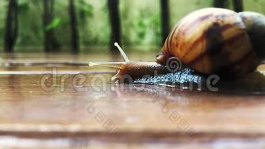 <strong>雨后</strong>蜗牛在潮湿的木地板上缓慢爬行，在家庭园