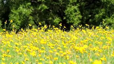风<strong>吹拂</strong>着黄色清新的野花，绿草，美丽的风景