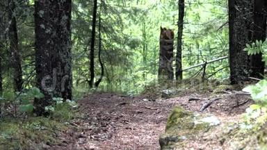 森林小径上长满苔藓的大巨石，长满了绿草和树木。 库存录像。 森林道路和小径