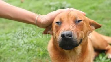 年轻的女人抚摸和抚摸快乐的狗。 公园绿草上微笑的流浪狗的肖像。 4K.
