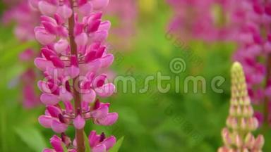 粉红色的羽扇豆花