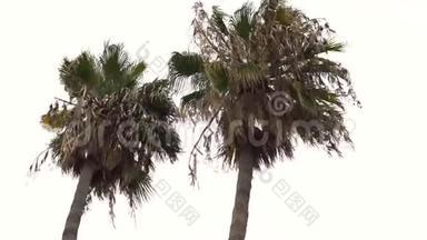 古老干燥的棕榈树在<strong>大风</strong>中摇曳。 令人失望。 从下面看。