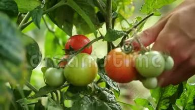 农民正在收获新鲜的成熟番茄，把绿色的番茄留在植物上成熟。 女人`手摘新鲜西红柿。