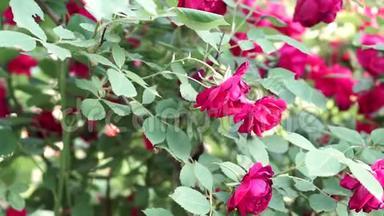 红玫瑰，盛开的紫红的花朵。种花