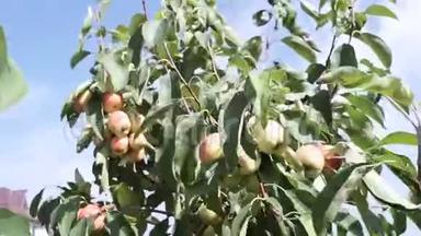 花园里树枝上的苹果。苹果树红色有机水果在夏末运动视频。
