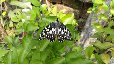 这是一只扑扑的翅膀蝴蝶坐在灌木丛中的镜头。
