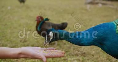 <strong>绚丽多彩</strong>的孔雀与人互动，用手喂养。