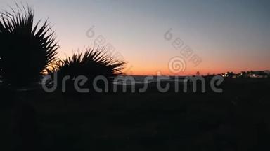 日落时随风摇曳的棕榈叶剪影。 棕榈树剪影，背景为日落