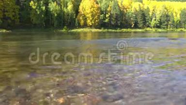 河流底部的太阳能亮点。 秋天森林背景下清澈透明的河水