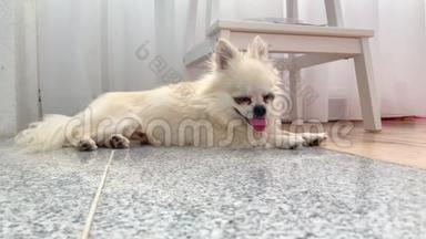一只<strong>可爱</strong>的米色长发吉<strong>娃娃</strong>小狗躺在地板上，在夏天的炎热中大量地伸出舌头。