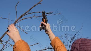 用剪枝修剪果树的秋季和春季修剪