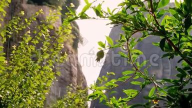 特写，一颗绿色的小石榴果，生长在石榴树上，映衬着一片片山的背景..