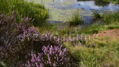 紫色石楠在英国沼地的微风中<strong>吹拂</strong>。