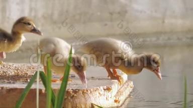 马索维鸭的小鸭子吃粮食，在农场的池塘里游泳。