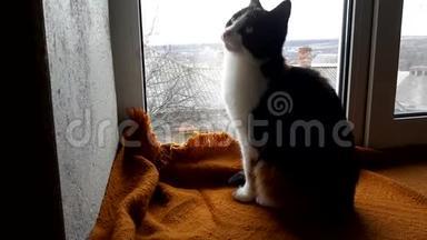 马涅基·内科猫坐在窗台上，用温暖的毯子<strong>望</strong>着<strong>窗外</strong>