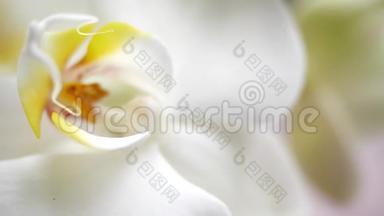 美丽的兰花杵。 一朵美丽的白花很近.. 宅菌群，绽放兰花特写.. 美丽美丽