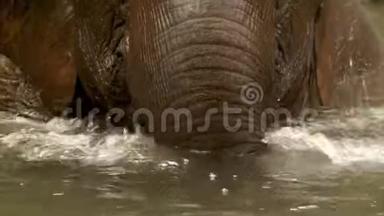 一只小象在水库里冷却自己