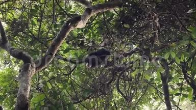 野生猴子黑猩猩在非洲热带森林的藤蔓和枝条上<strong>称重</strong>