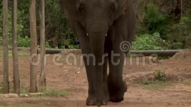 一头大象背着饲养员站着
