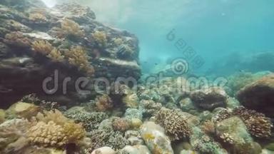 水下场景：珊瑚礁和鱼类。