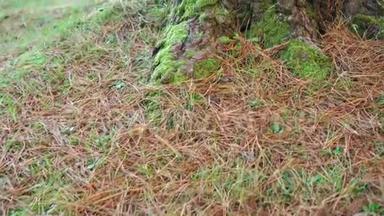 松根散布着干红绿针和针叶树树干特写。 绿色的草
