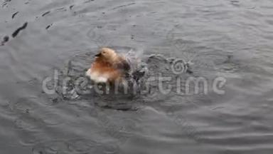 一只地鸭子在池塘里潜水，洗干净羽毛，拍动翅膀。<strong>鸟类</strong>，<strong>鸟类</strong>学，