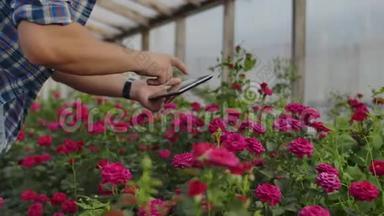 一位农民商人用手触摸玫瑰，用手指点击平板电脑屏幕。 检查