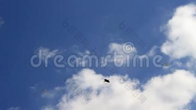 鸟儿在天空中翱翔