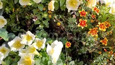 缤纷花园慢动作.. 大<strong>蜜蜂</strong>在黄色、橙色和红色的花朵上<strong>飞舞</strong>，绿叶环绕