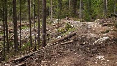砍伐树木毁坏森林的地区